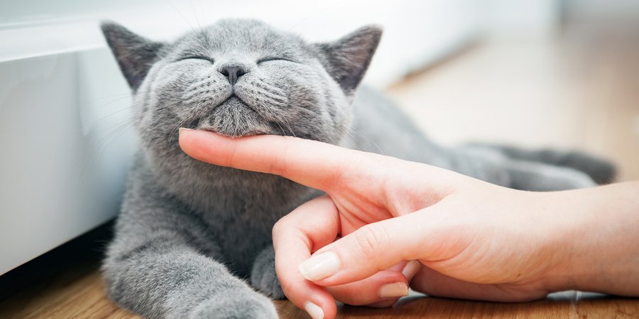 10 Leuke feitjes over katten - TraumaPet Nederland