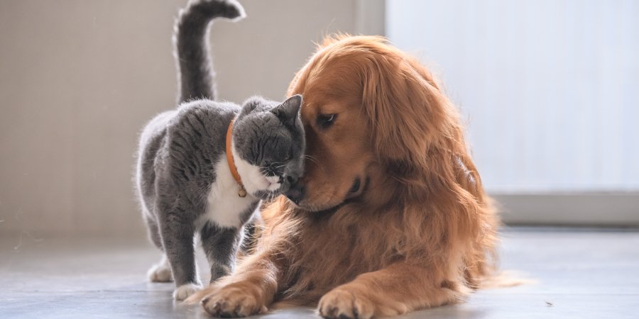 8 Tips voor het verbeteren van de spijsvertering van je hond of kat - TraumaPet Nederland