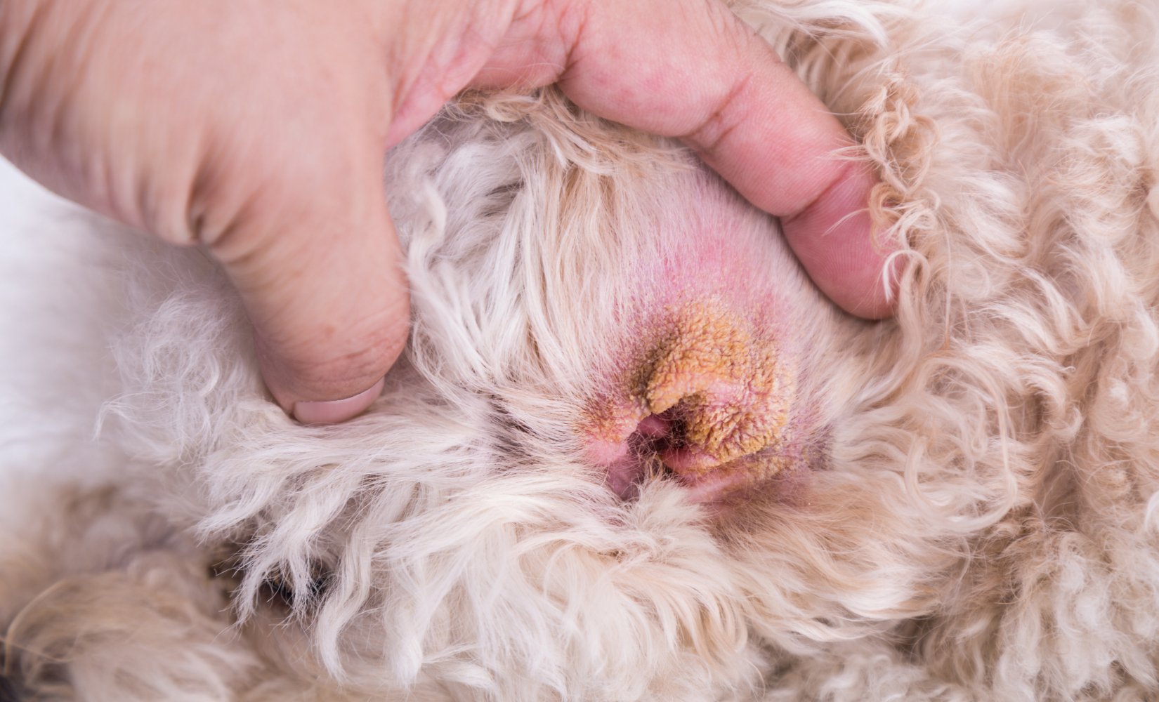 Bloedoor bij honden en katten - TraumaPet Nederland