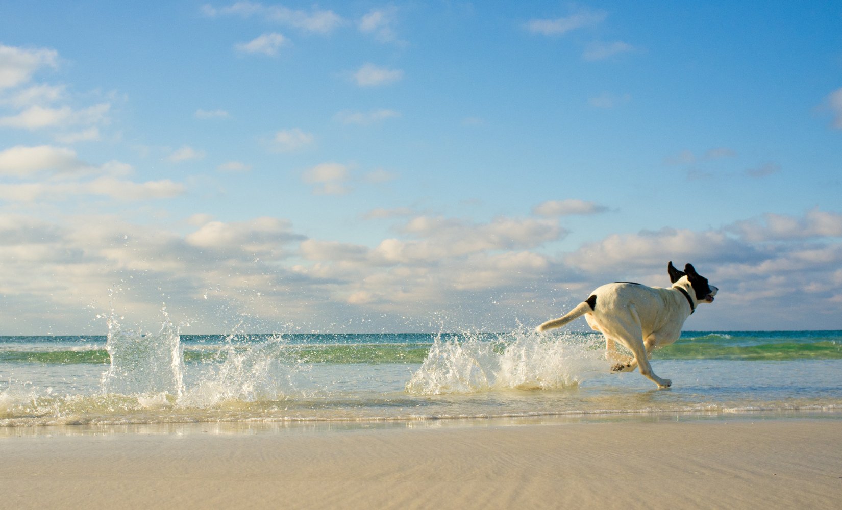 Een dagje strand met je hond, waar moet je op letten? - TraumaPet Nederland