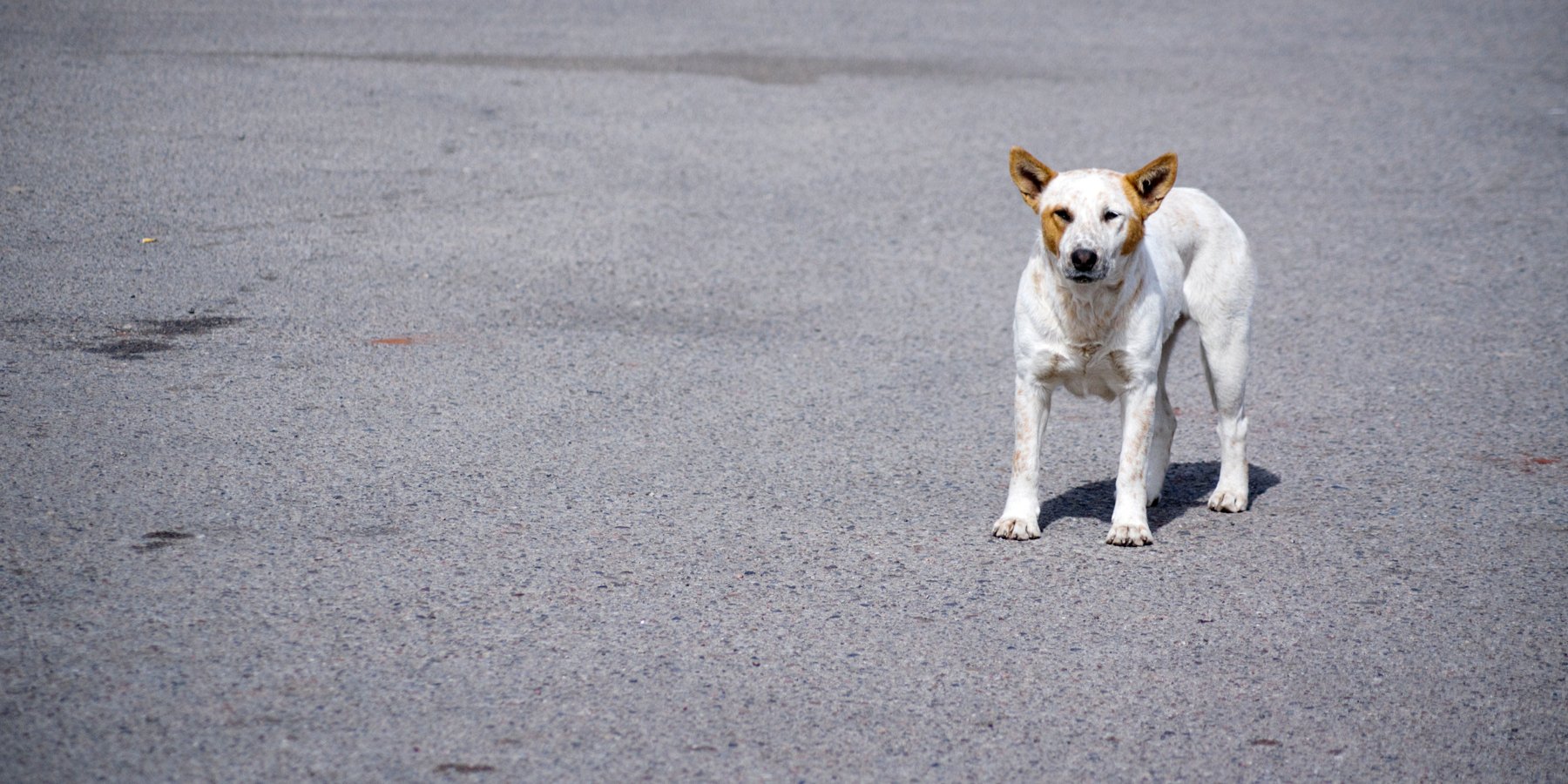 Het gevaar van heet asfalt voor honden en katten - TraumaPet Nederland