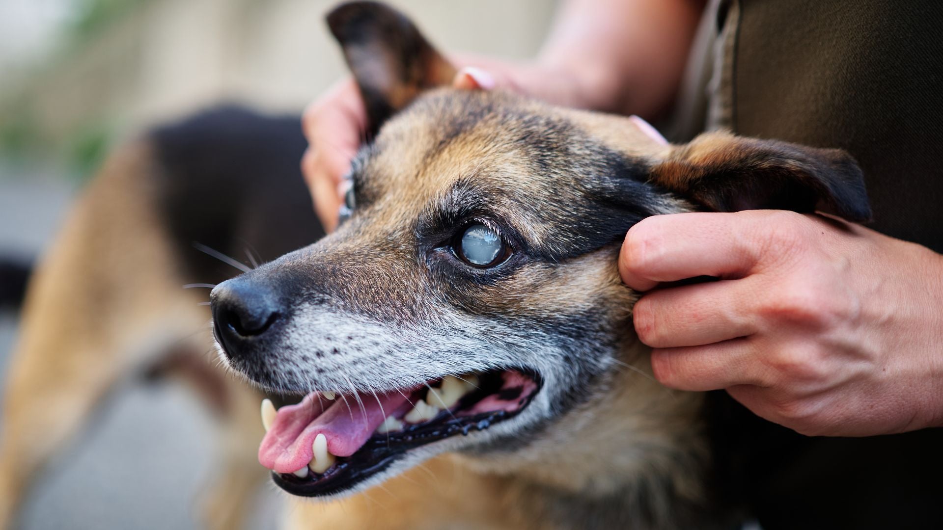 Staar bij honden en katten - TraumaPet Nederland