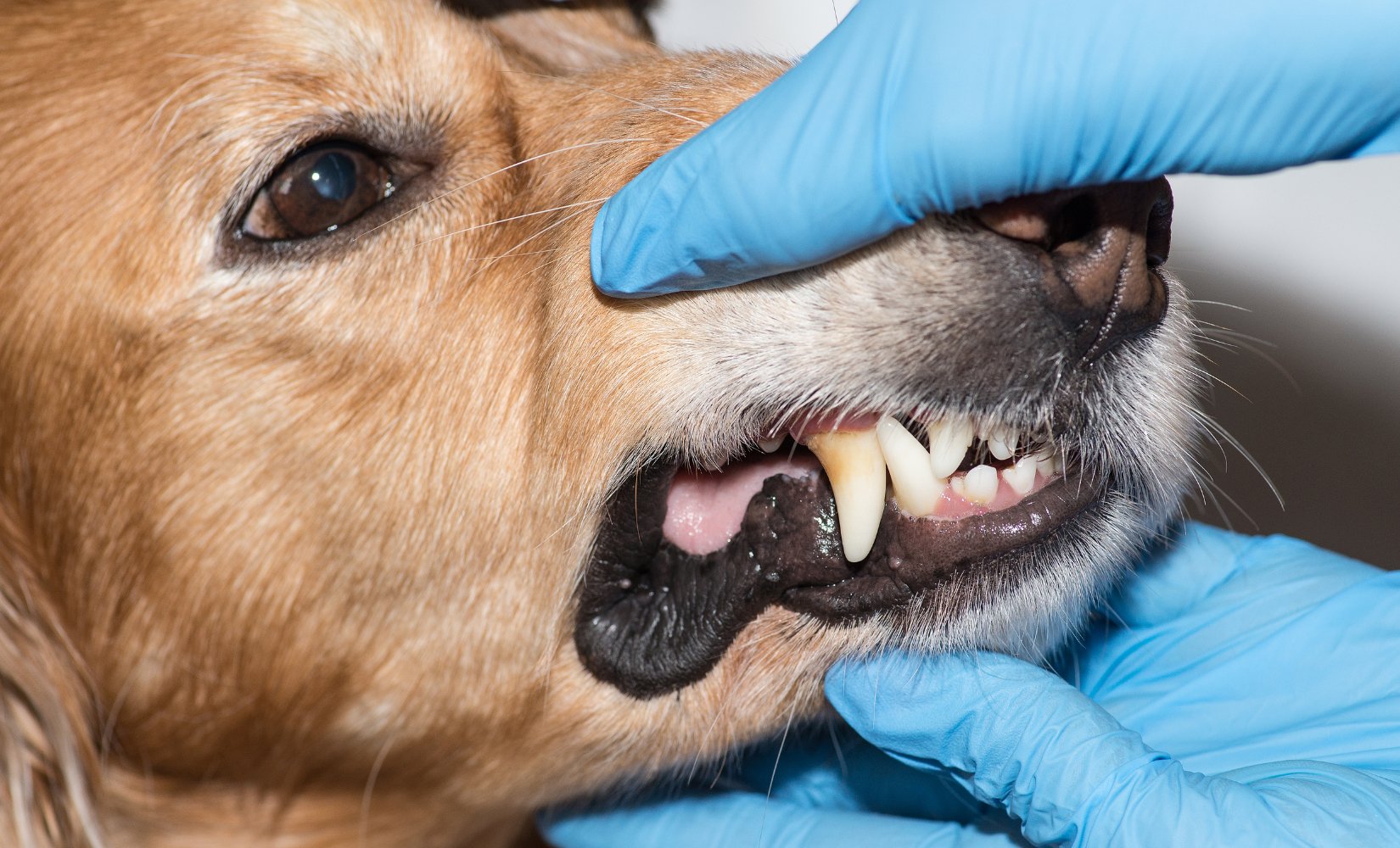 Wat te doen bij bloedend tandvlees of wondjes in de mond bij honden en katten? - TraumaPet Nederland